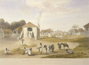 Mill Yard, Holland Estate, St. Thomas in the East