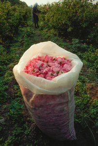 A Bag Filled with Fresh-Picked Rose Petals, Valley of the Roses, Bulgaria