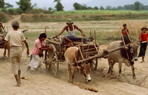 A bullock cart gets bogged down in the heavy dust on a bad road, Sebin Village, Burma by James L Stanfield