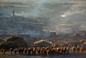 A large herd of cattle moves to pasture through a dusty rural town. Enrentepe, Turkey by James L Stanfield