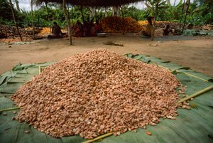 A Large Pile of Cacao Beans, Genus: Theobroma, Species: Cacao by James L Stanfield