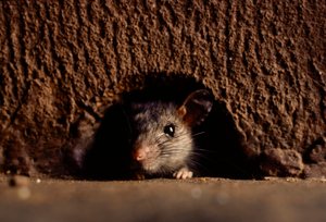 Close-ups of Common Brown Rats, Rattus Norvegicus by James L Stanfield