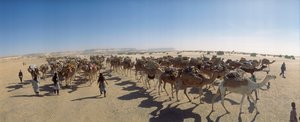 Panorama of a salt camel caravan outside Fachi. Near Fachi, Niger