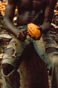 A man splitting a cacao pod (detail) by James L Stanfield