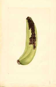 Banana (Musa)