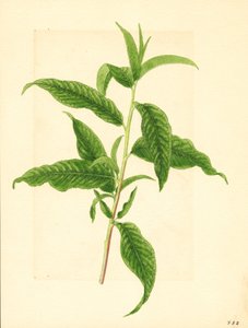 Branch with Green Leaves from Elberta Peach Tree (Prunus persica: Elberta)