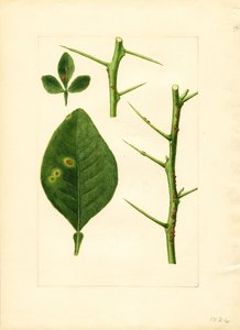 Diseased orange tree leaf and twig (Poncirus trifoliata)