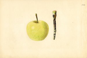 Golden Delicious Apple (Malus domestica)