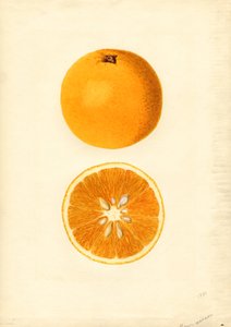 Homosassa Oranges (Citrus sinensis)