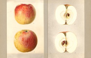 Wilson June Apples (Malus domestica)