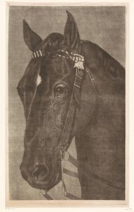 Head of a Horse with Bridle
