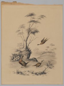 Three Pheasants