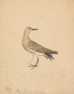 A Bird by James Sowerby