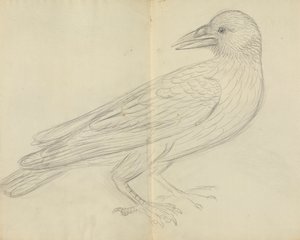 A Crow by James Sowerby