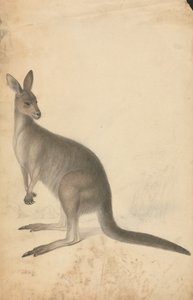 A Kangaroo with Three Kangaroos in the Background