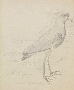 A Lapwing by James Sowerby