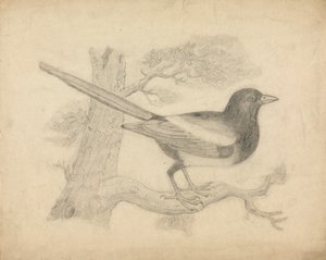A Magpie in a Tree by James Sowerby