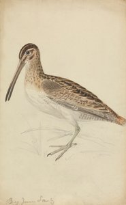 A Snipe by James Sowerby