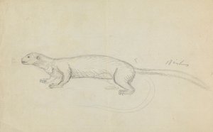 A Weasel by James Sowerby