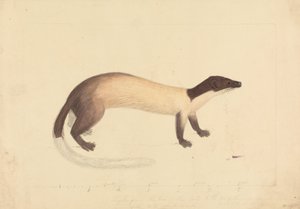 A Weasel