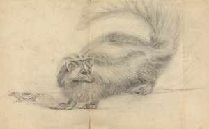 A Skunk with Another Skunk in the Background by James Sowerby