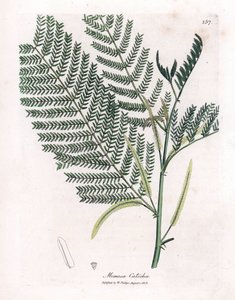 Acacia a cachou or cachoutier - Catechu, Acacia catechu by James Sowerby