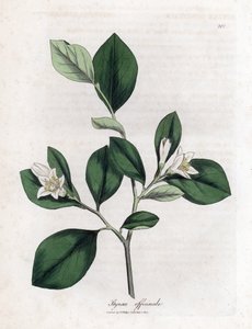 Aliboufier - Storax, Styrax officinalis
