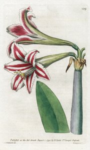 Amaryllis Variete, originally from South America