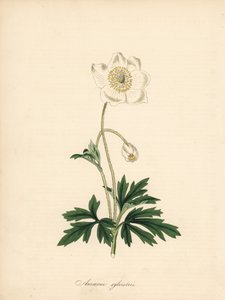 Anemone of the drill bits - Snowdrop anemone, Anemone sylvestris by James Sowerby