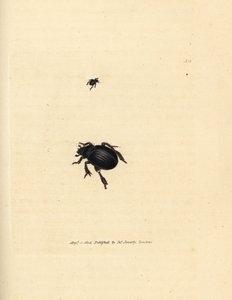 Aphodius arenarius beetle by James Sowerby