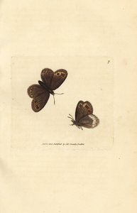 Arran Brown, Erebia ligea by James Sowerby
