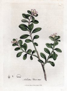 Bear Grape or Bearberry, Arctostaphylos uva-ursi by James Sowerby