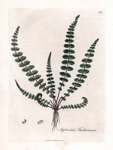 Common maidenhair fern, Asplenium trichomanes