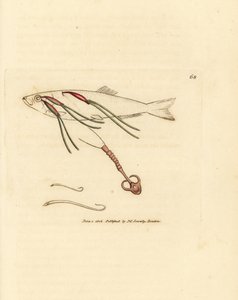 Blood-feeding copepod parasite on a spray