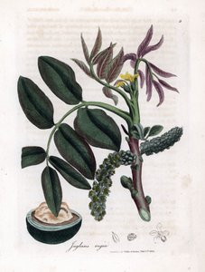 Botanical Board: Leaves, Plants and Walnut Fruit - Leaves, Yellow Flower and Nut of the Common Walnut Tree, Juglans Regia by James Sowerby
