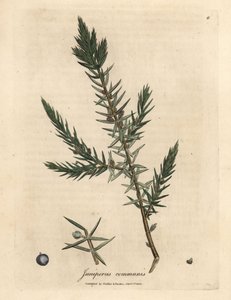 Branch and berries of common juniper, Juniperus communis by James Sowerby