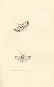 Brixton Beauty, Acontia nitidula (Phalaena catena)