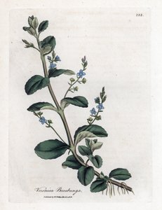 Brooklime speedwell, Veronica beccabunga
