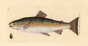 Brown trout, Salmo trutta fario by James Sowerby