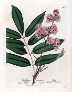 Cabbage Tree or Cabbage Bark, Andira inermis (Handcoloured copperplate engraving)
