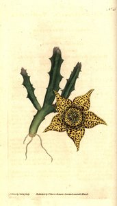 Cactus starch - Orbea variegata (Variegated stapelia, Stapelia variegata) by James Sowerby