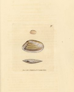 Candystick tellina shell, Tellina similis
