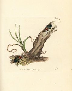 Carabus nitens beetle