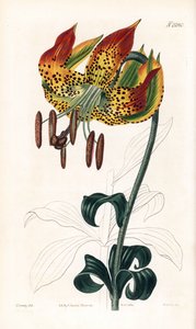 Carolina lily - Carolina lily, Lilium michauxii