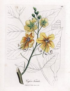Cassia, False Sene, Fake Carob Tree, Golden Shower or Canefier - Golden Shower Tree, Cassia fistula. Handcoloured Copperplate Engraving from a Botanical Illustration by James Sowerby from William Woodville and Sir William Jackson Hooker