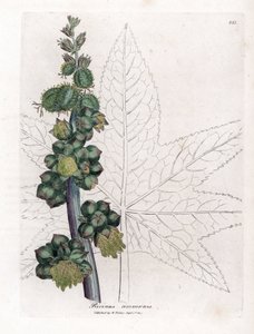 Castor - Castor Oil Plant, Ricinus Communis by James Sowerby