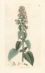 Catnip, Nepeta cataria (Handcoloured copperplate engraving)