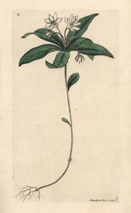 Chickweed Winter-green by James Sowerby