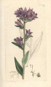 Clustered bellflower, Campanula glomerata