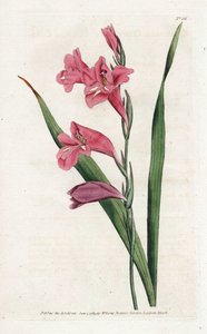 Common Glaieul (Lithography by James Sowerby, from the Botanical Magazine by William Curtis)
